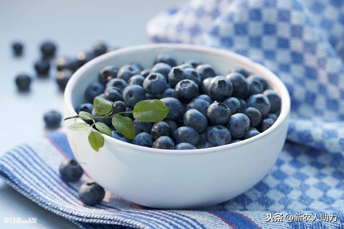 蓝莓树最喜欢的肥料是什么(老农分享蓝莓对肥料的需求特点)-图片1
